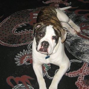 Meet your Posher, Ace